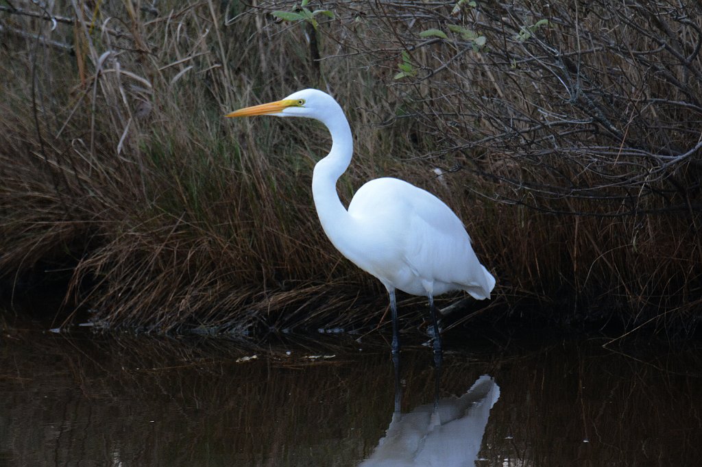 Egret, Great, 2013-10287928 Chincoteague NWR, VA.JPG - Great Egret. Chiincoteague National Wildlife Refuge, VA, 10-28-2013